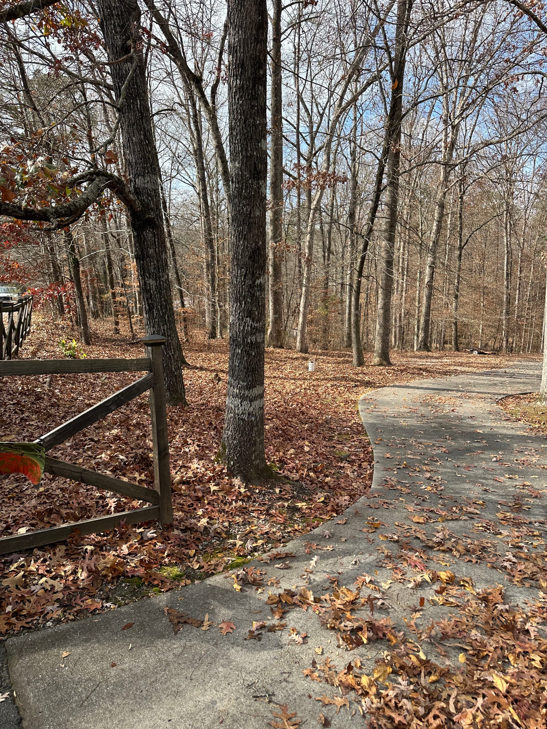 Gallery photos for Leaf-Free Yard Transformation: Image #3