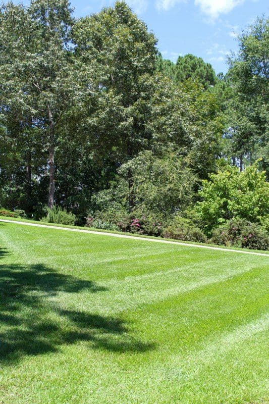 Project Lush Lawn Transformation in Lake Keowee image