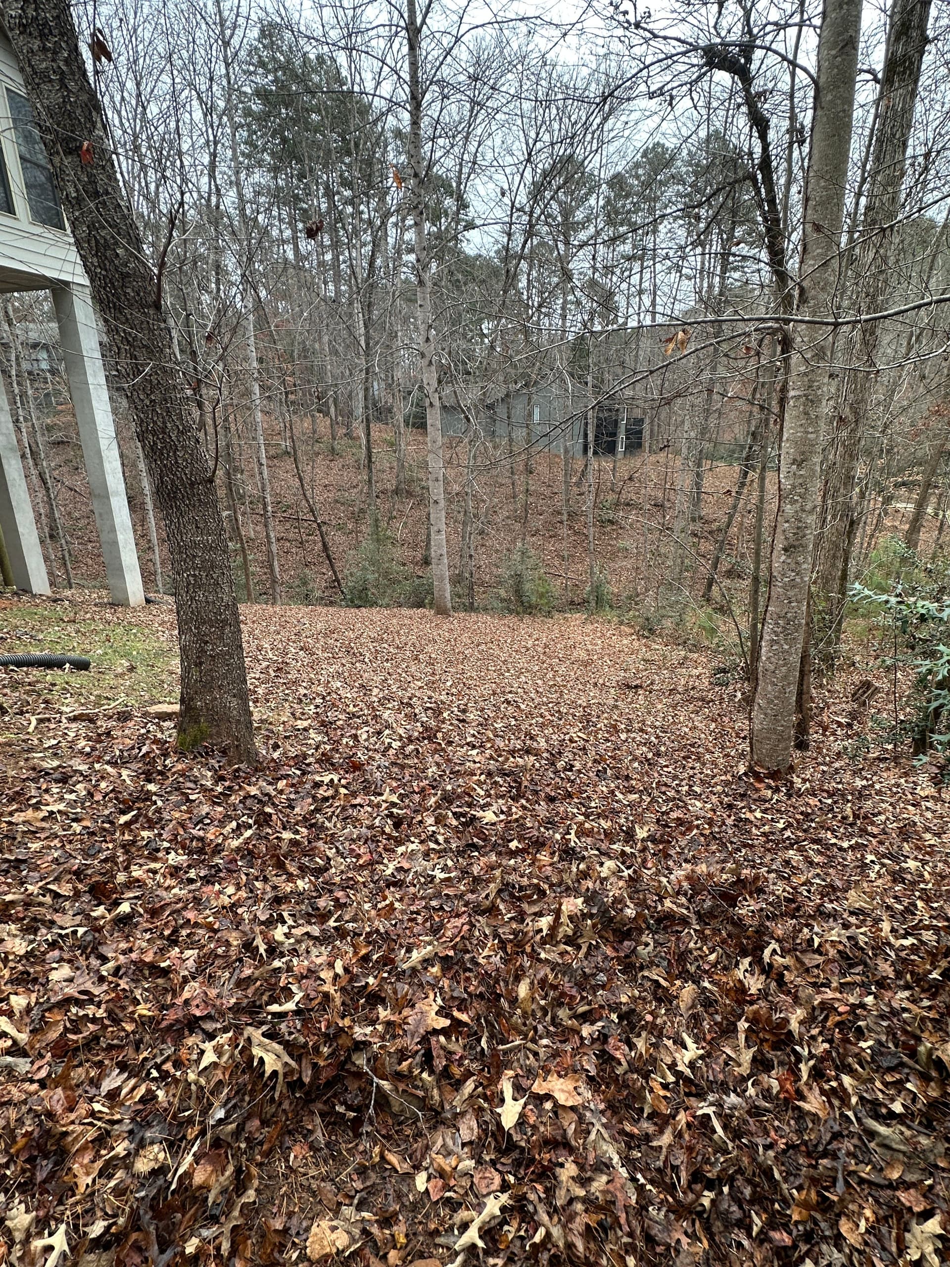 Gallery photos for Leaf Cleanup Mastery for a Pristine Yard: Image #2